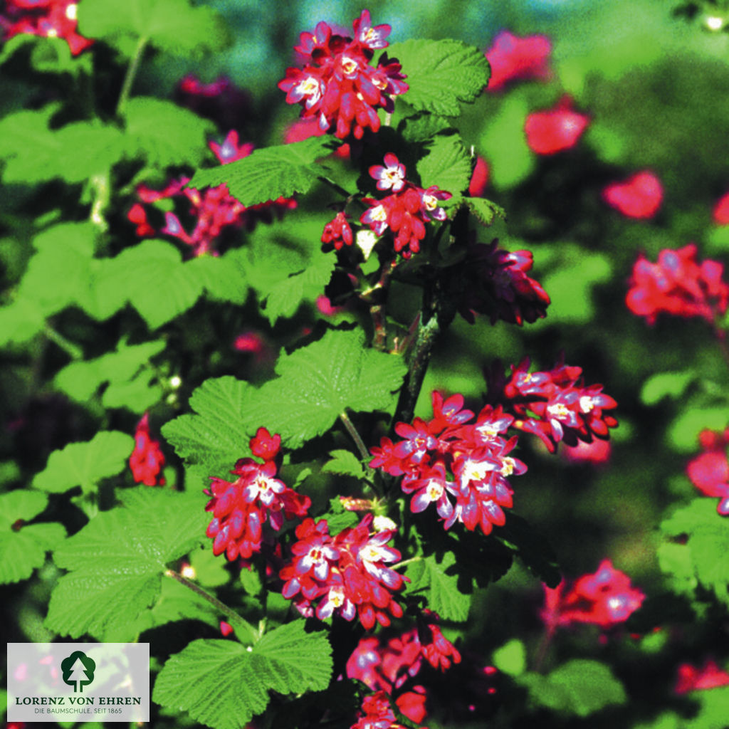 Ribes sanguineum 'Pulborough Scarlet'