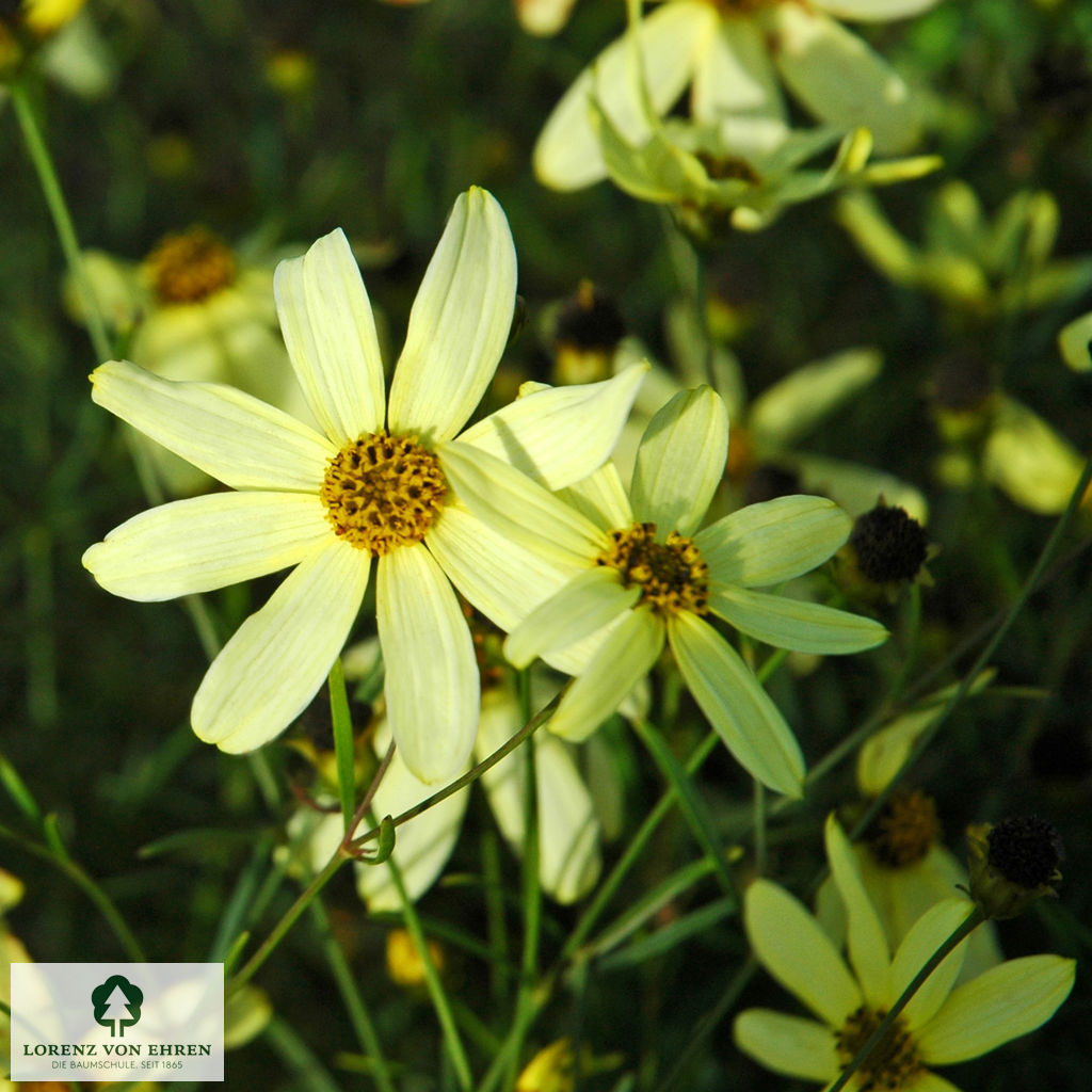 Coreopsis verticillata 'Moonbeam'