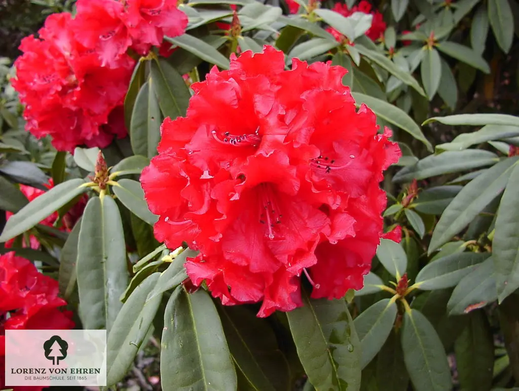 Rhododendron Hybride 'Taurus'