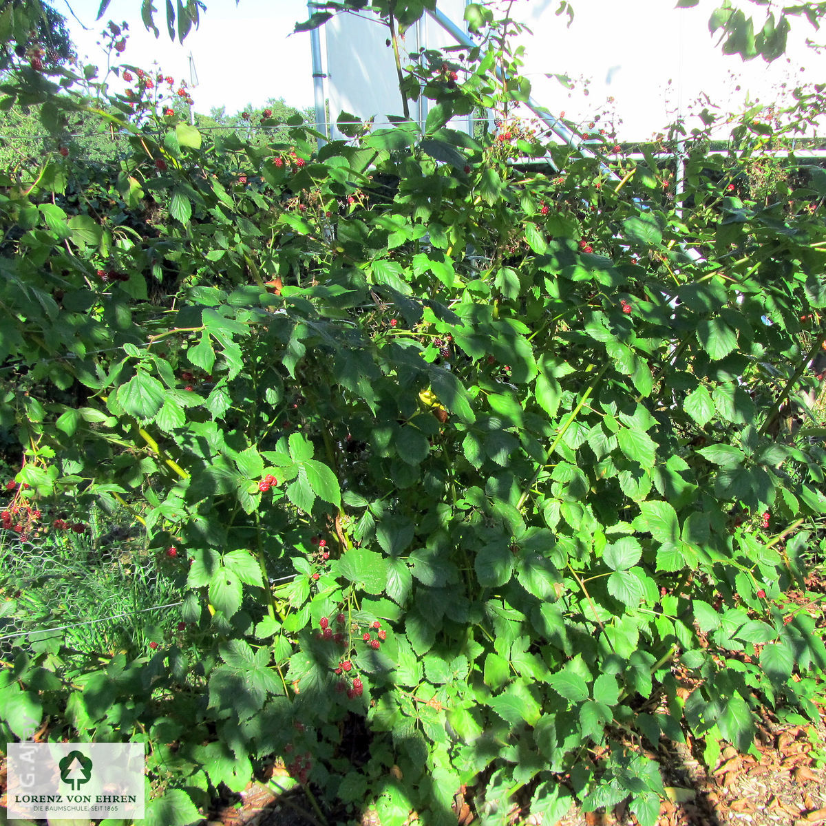 Rubus fruticosus 'Black Satin'