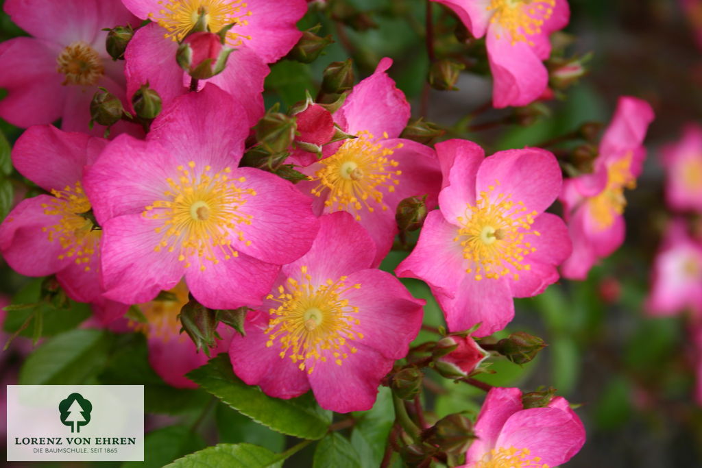Rosa 'Juanita'
