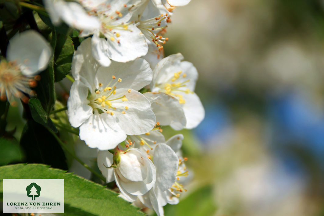 Malus toringo 'Eskilstuna'