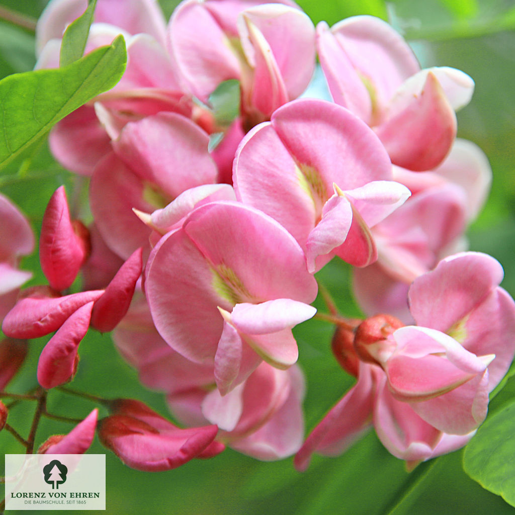 Robinia 'Casque Rouge'