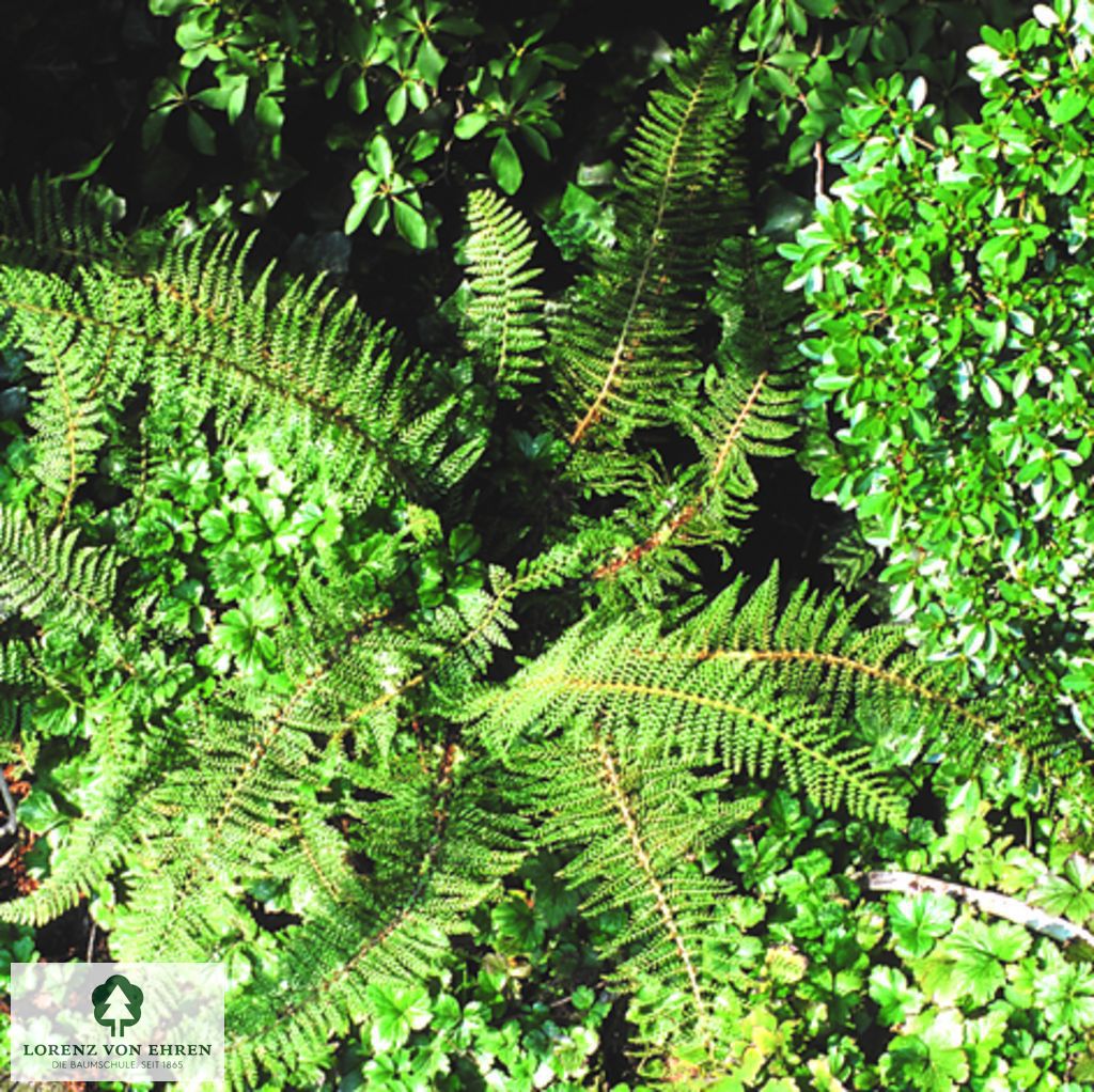 Polystichum setiferum