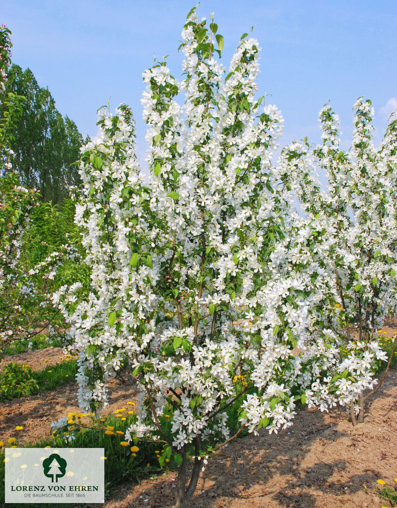 Malus baccata 'Street Parade'