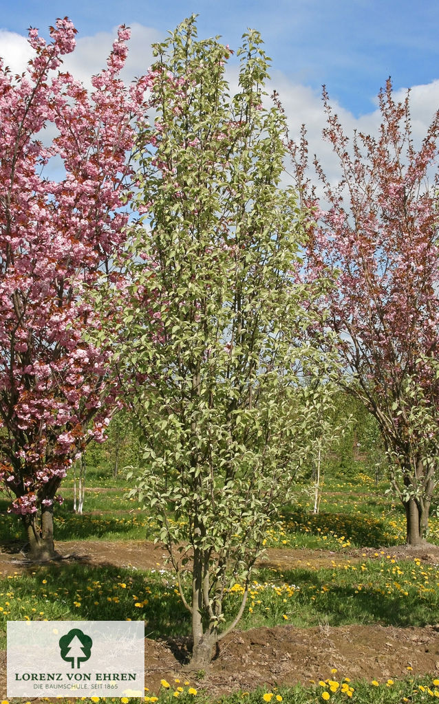 Malus tschonoskii