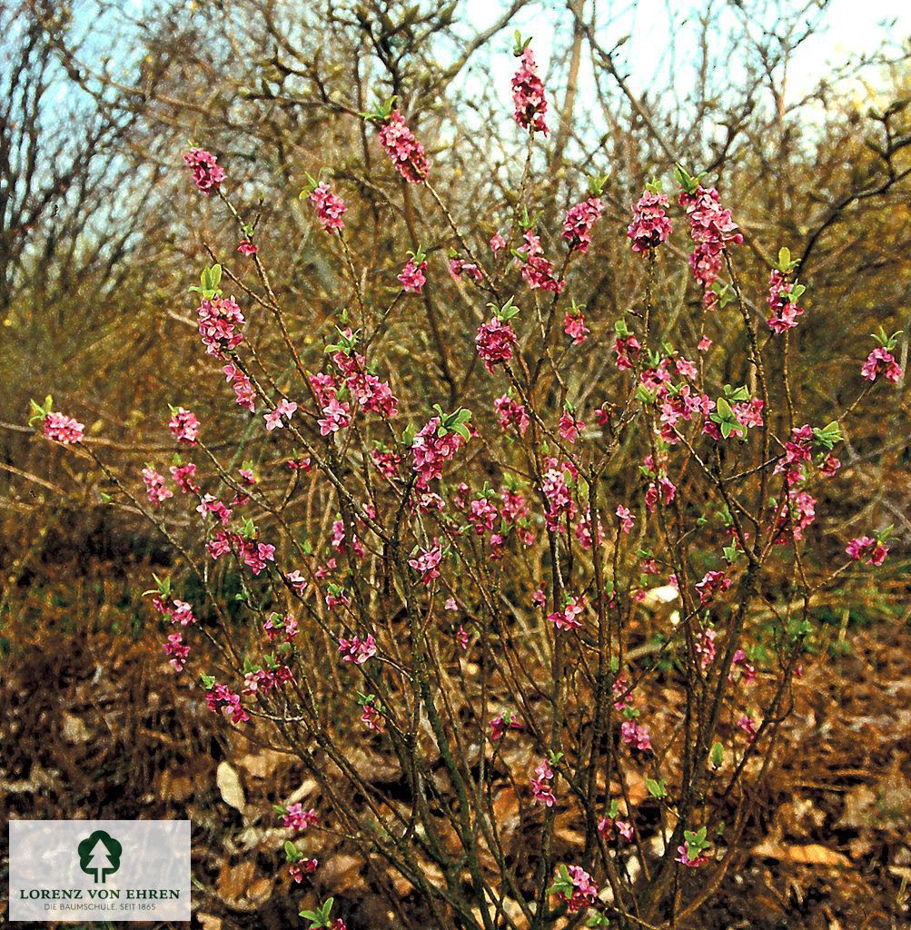 Daphne mezereum 'Rubra Select'