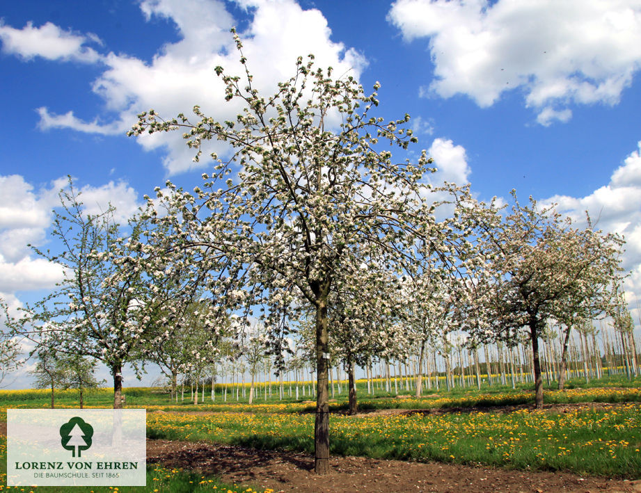 Malus domestica 'Jakob Fischer'