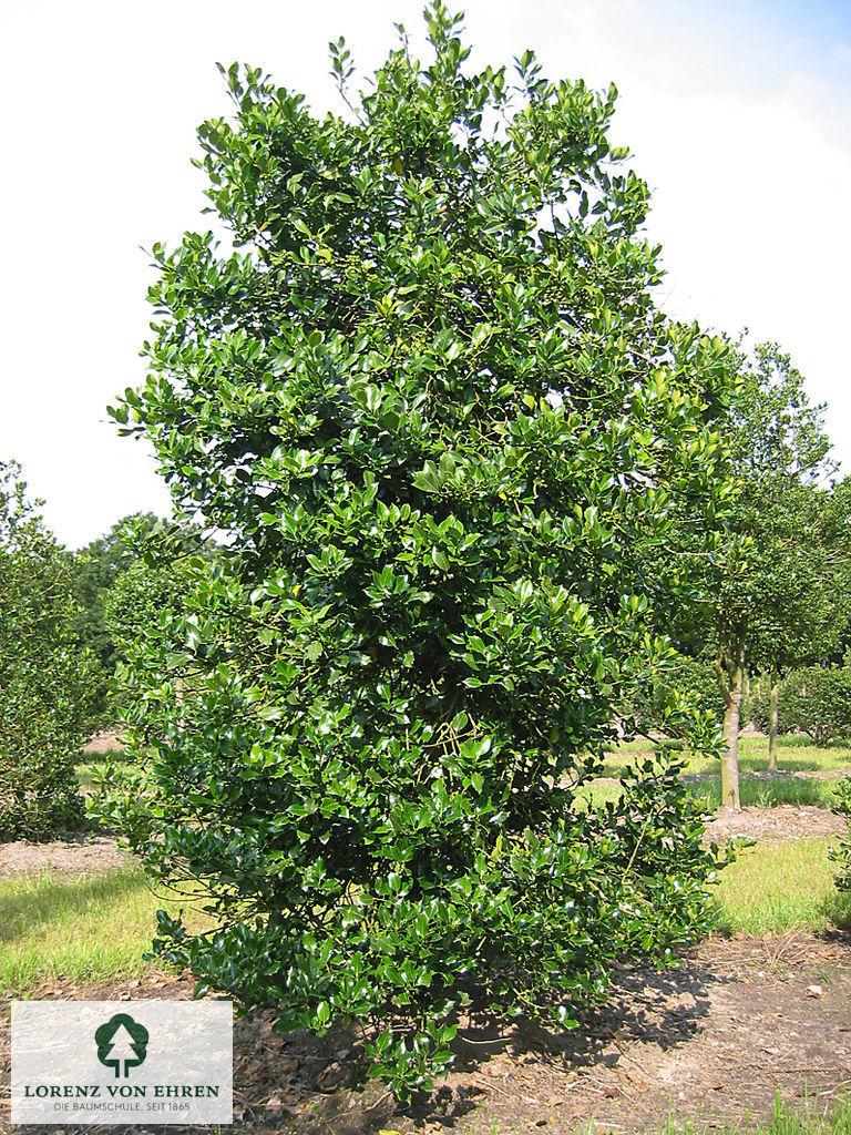 Ilex aquifolium 'Sharpy'