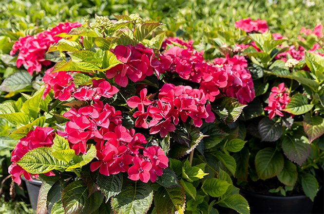 viele Hydrangea Kardinal Eine knallrote Hortensie