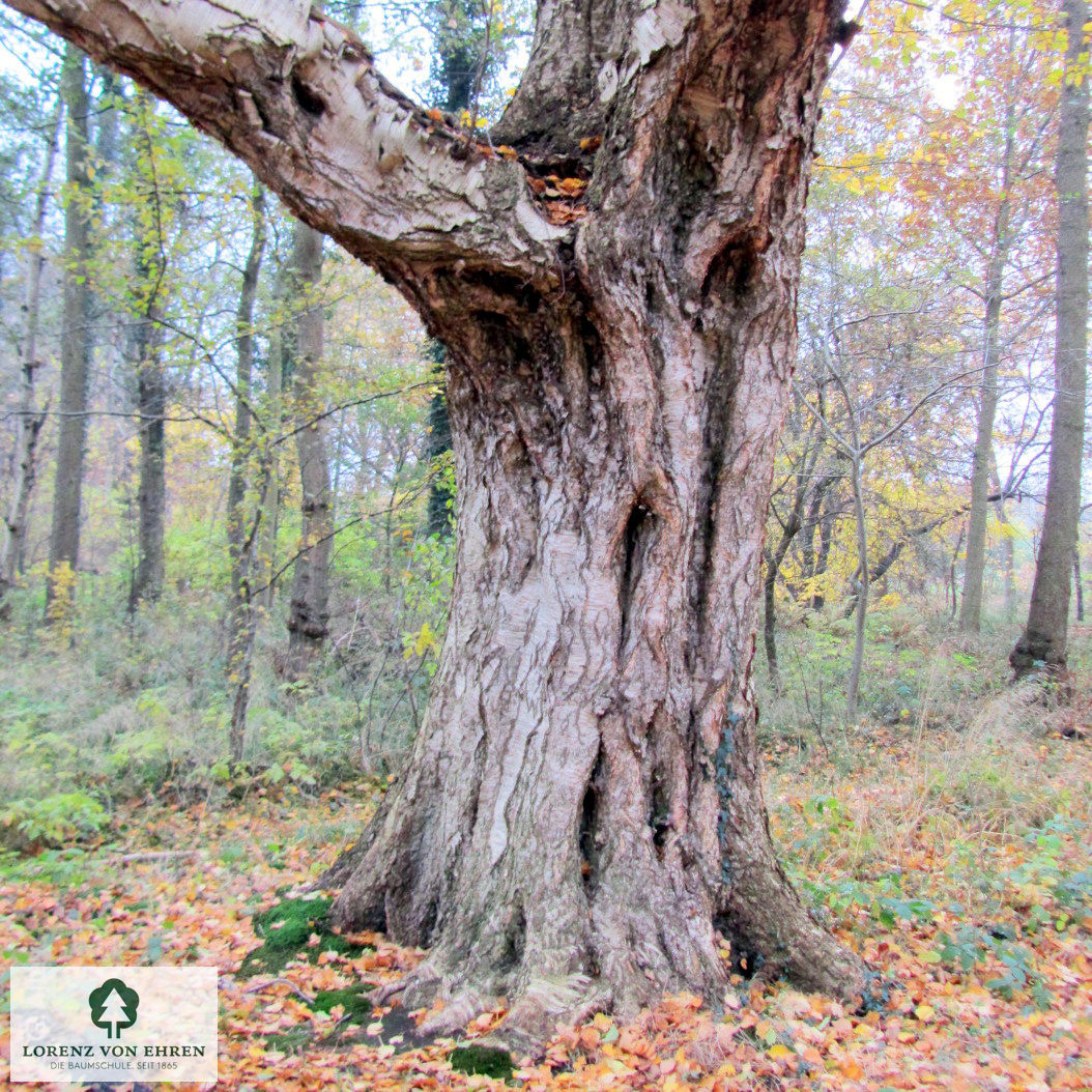 Betula ermanii