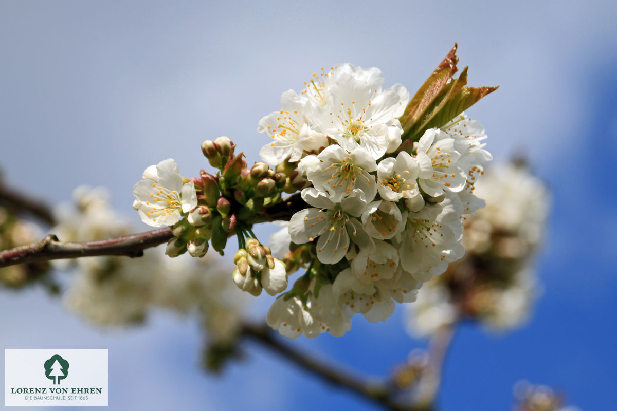 Prunus avium 'Große Schwarze Knorpelkirsche'