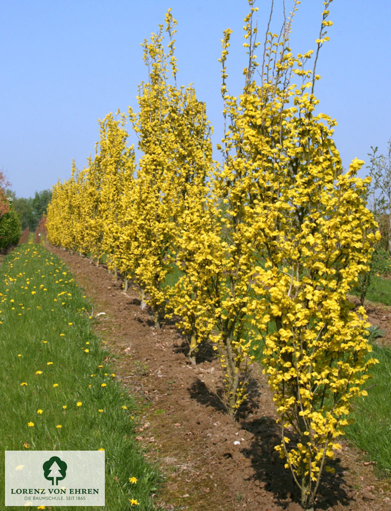 Ulmus hollandica 'Wredei'