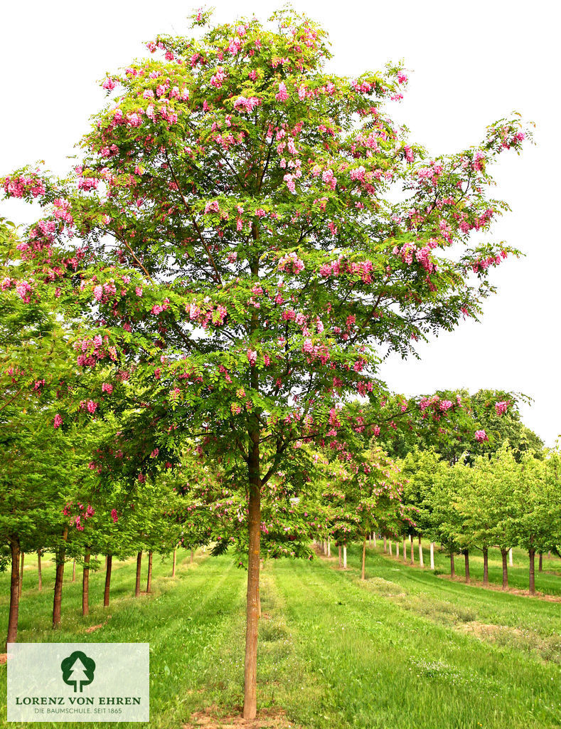 Robinia 'Casque Rouge'