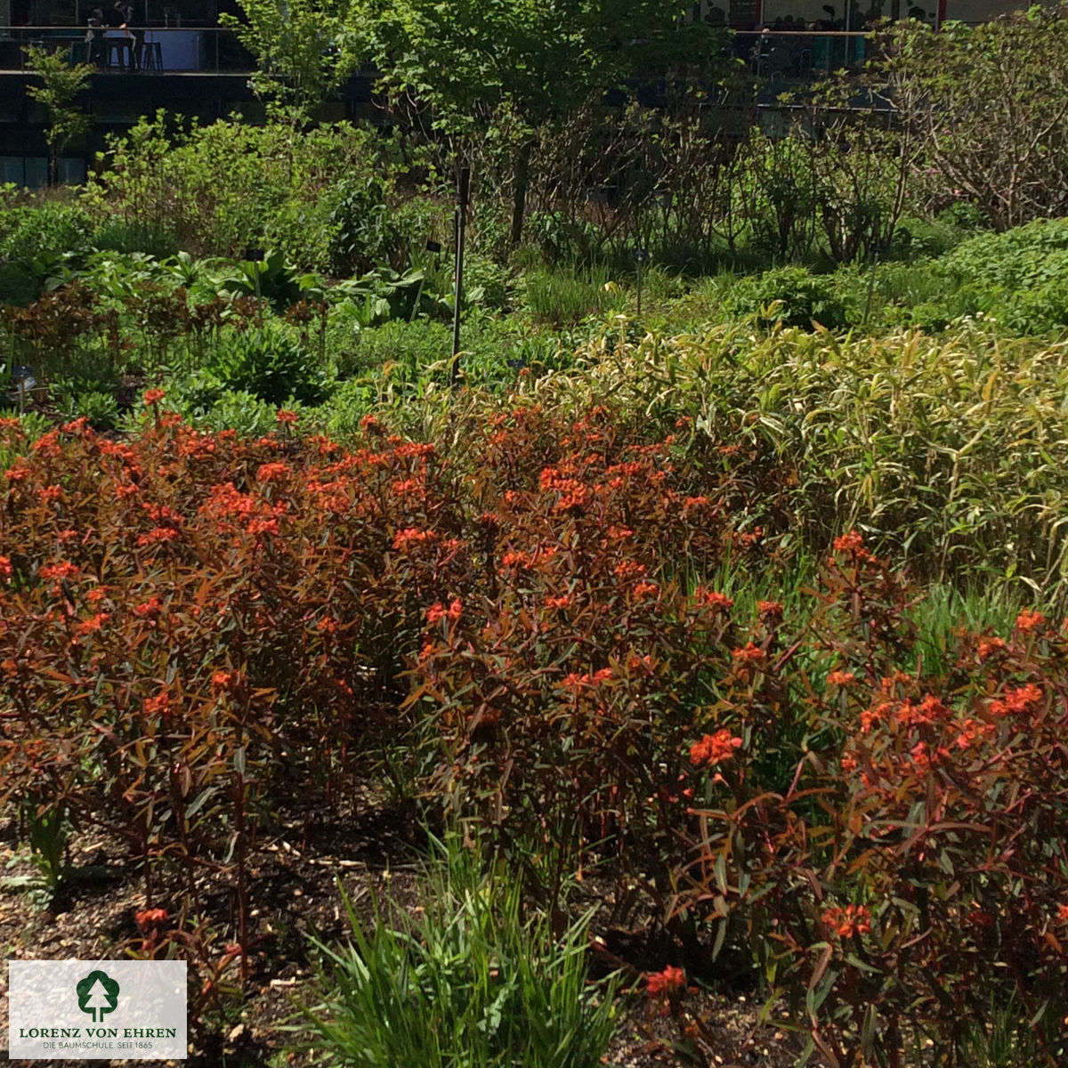 Euphorbia griffithii 'Fireglow'