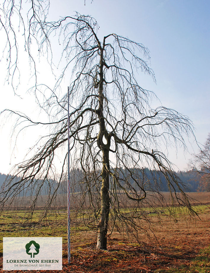 Fagus sylvatica 'Pendula'