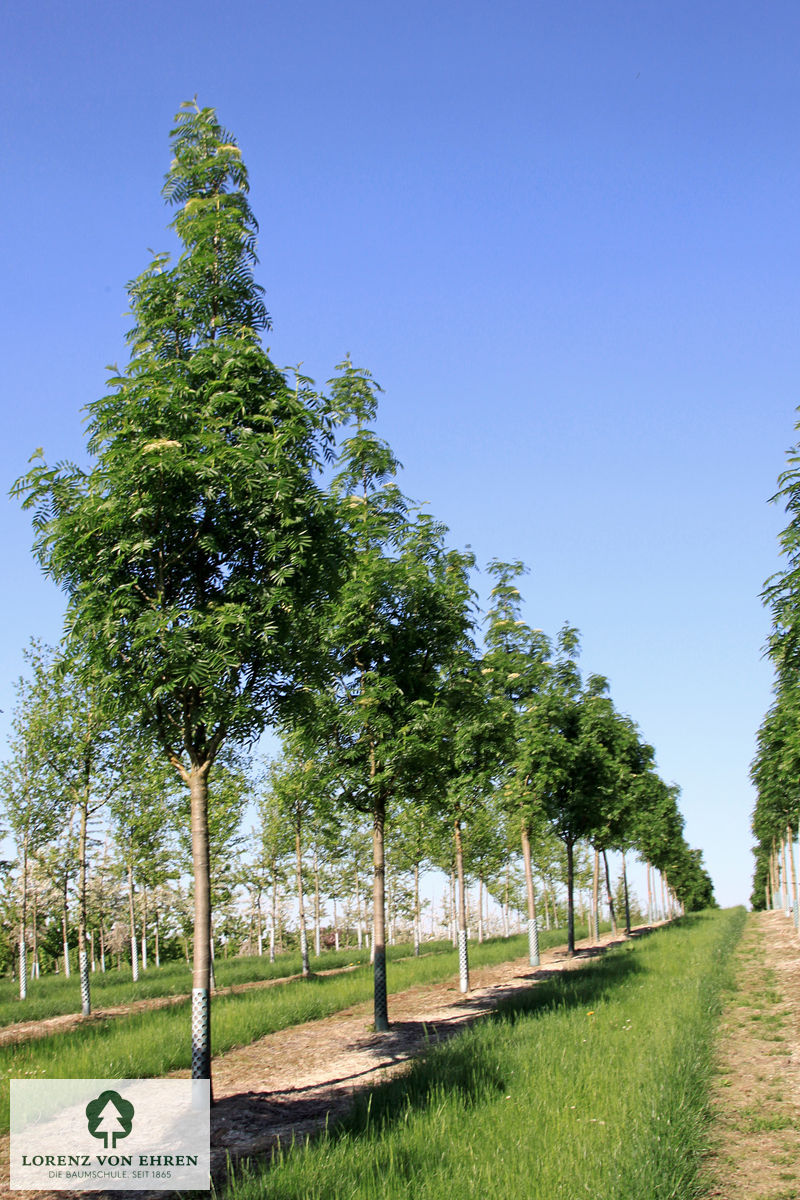 Sorbus 'Dodong'