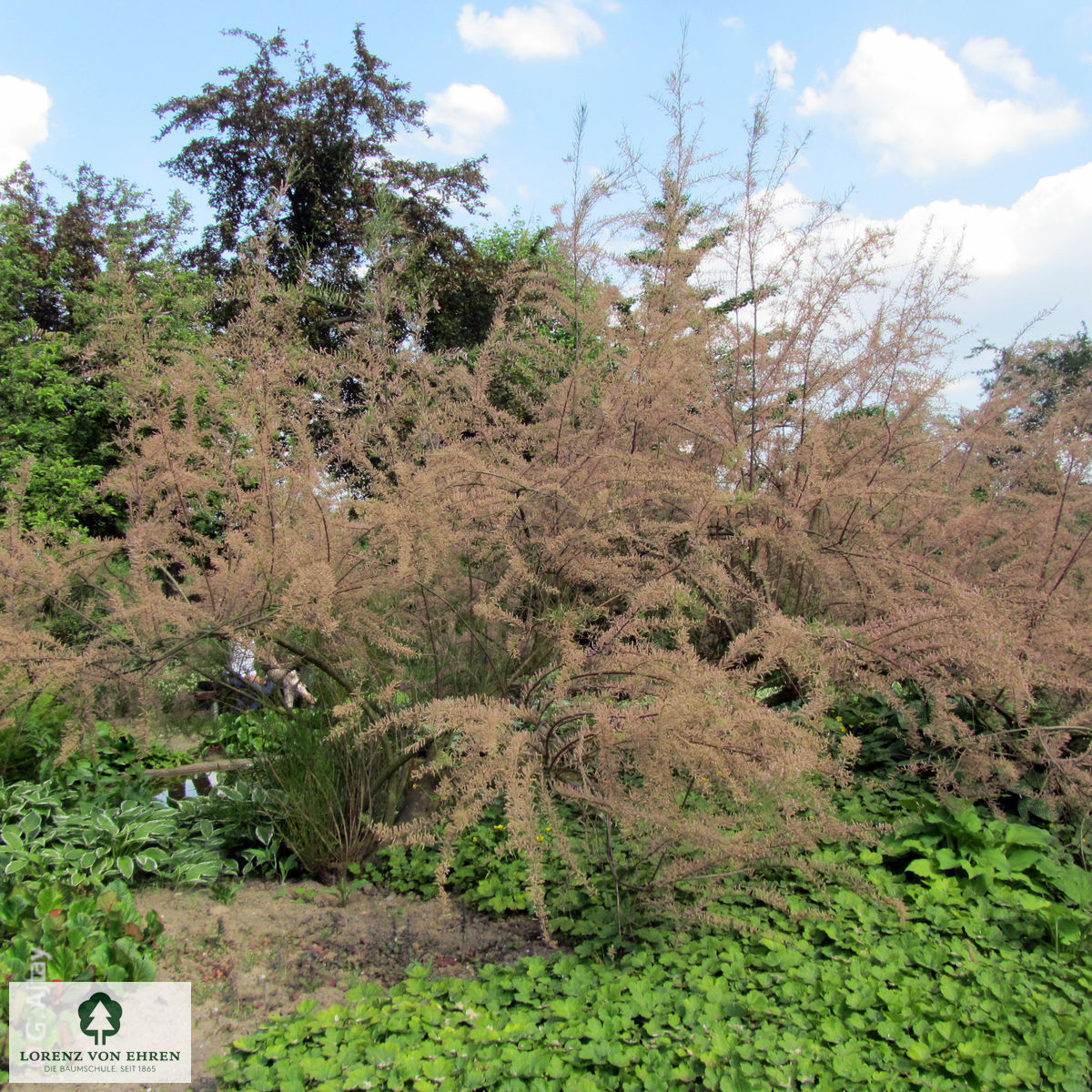 Tamarix ramosissima