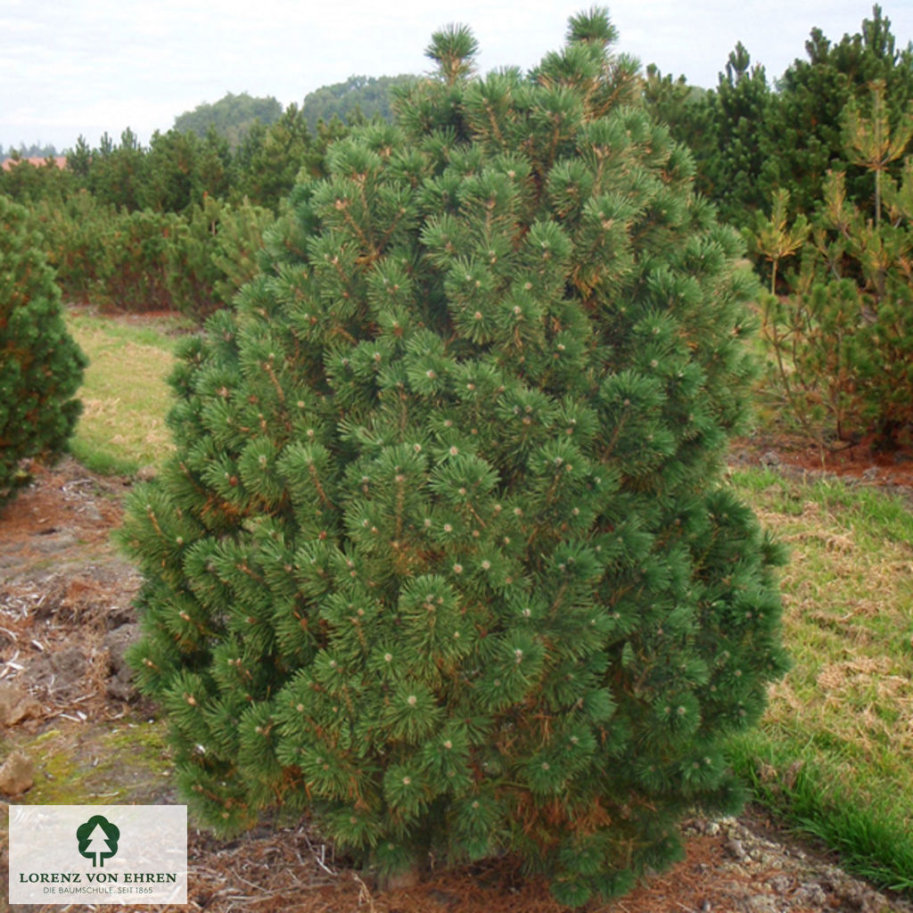 Pinus mugo 'Columnaris'