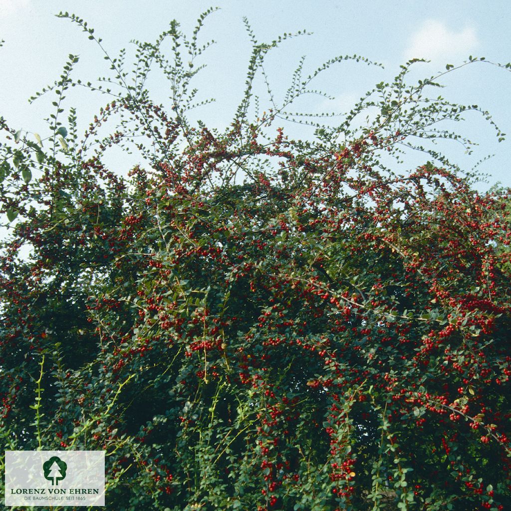 Cotoneaster dielsianus