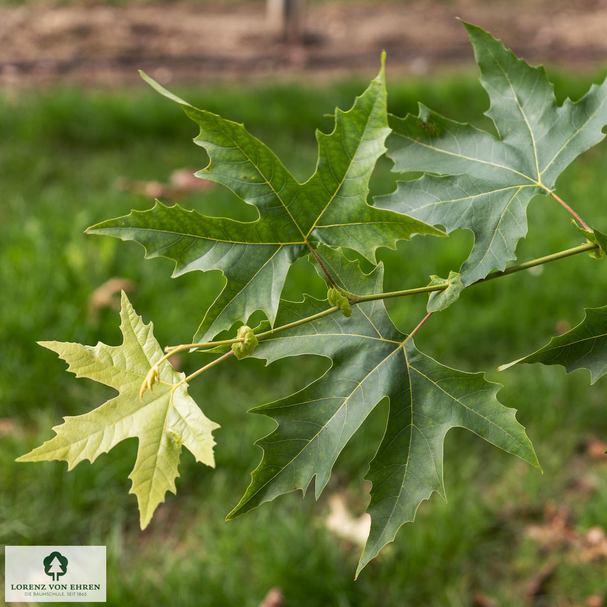 Platanus orientalis 'Minaret'