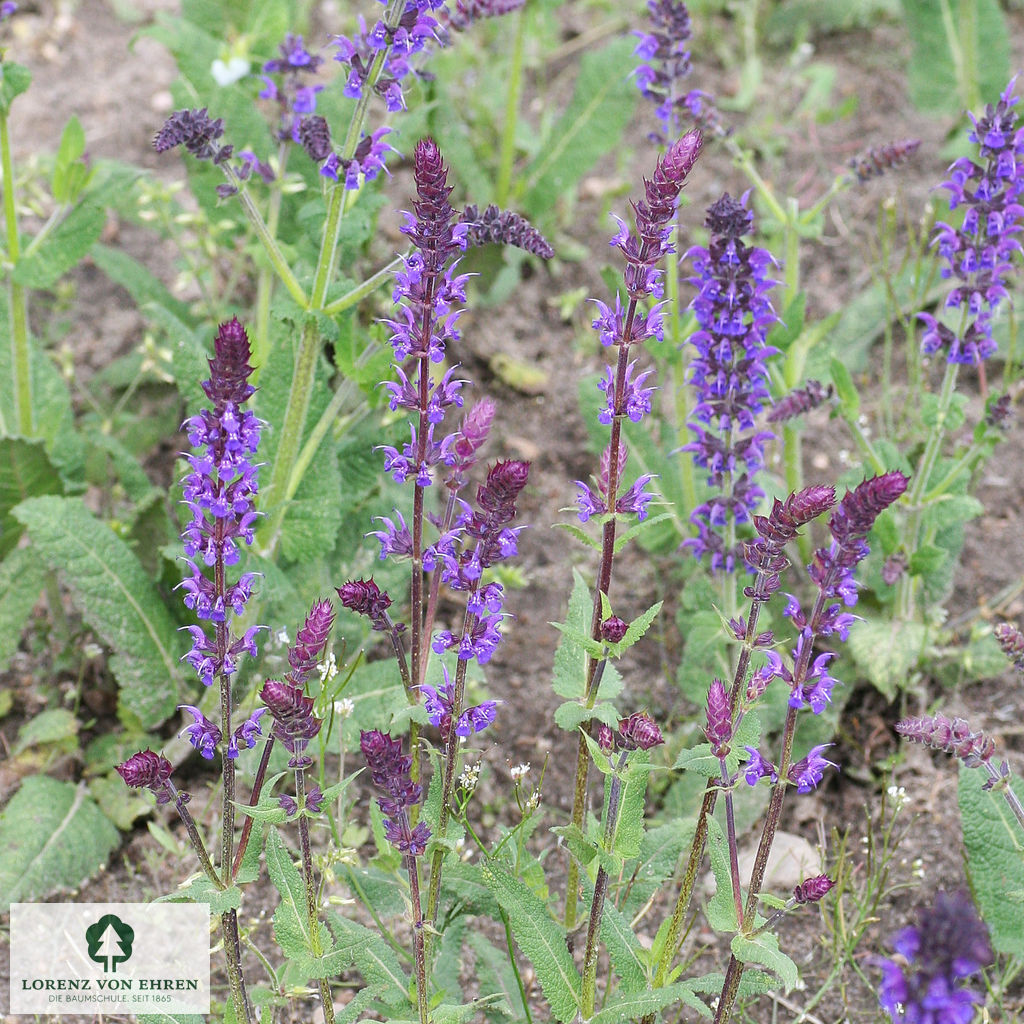 Salvia nemorosa 'Mainacht'