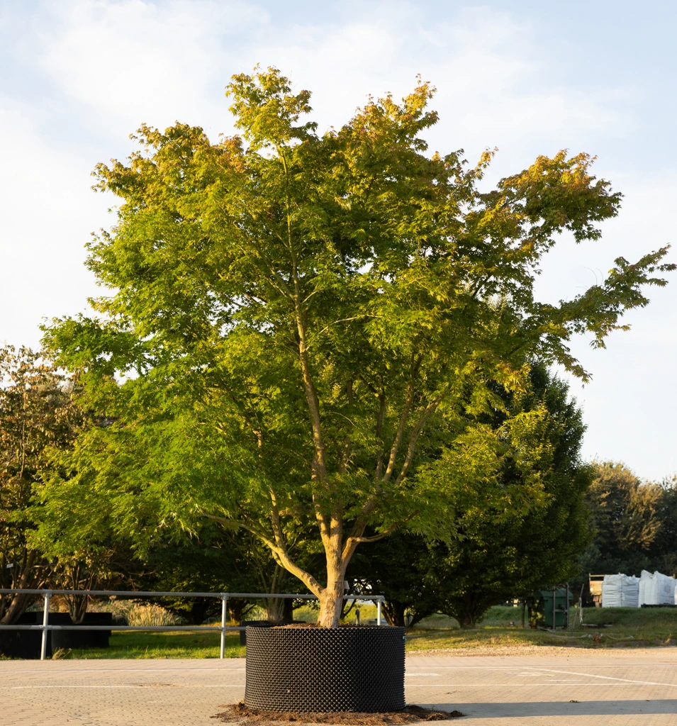 Acer palmatum VJ
