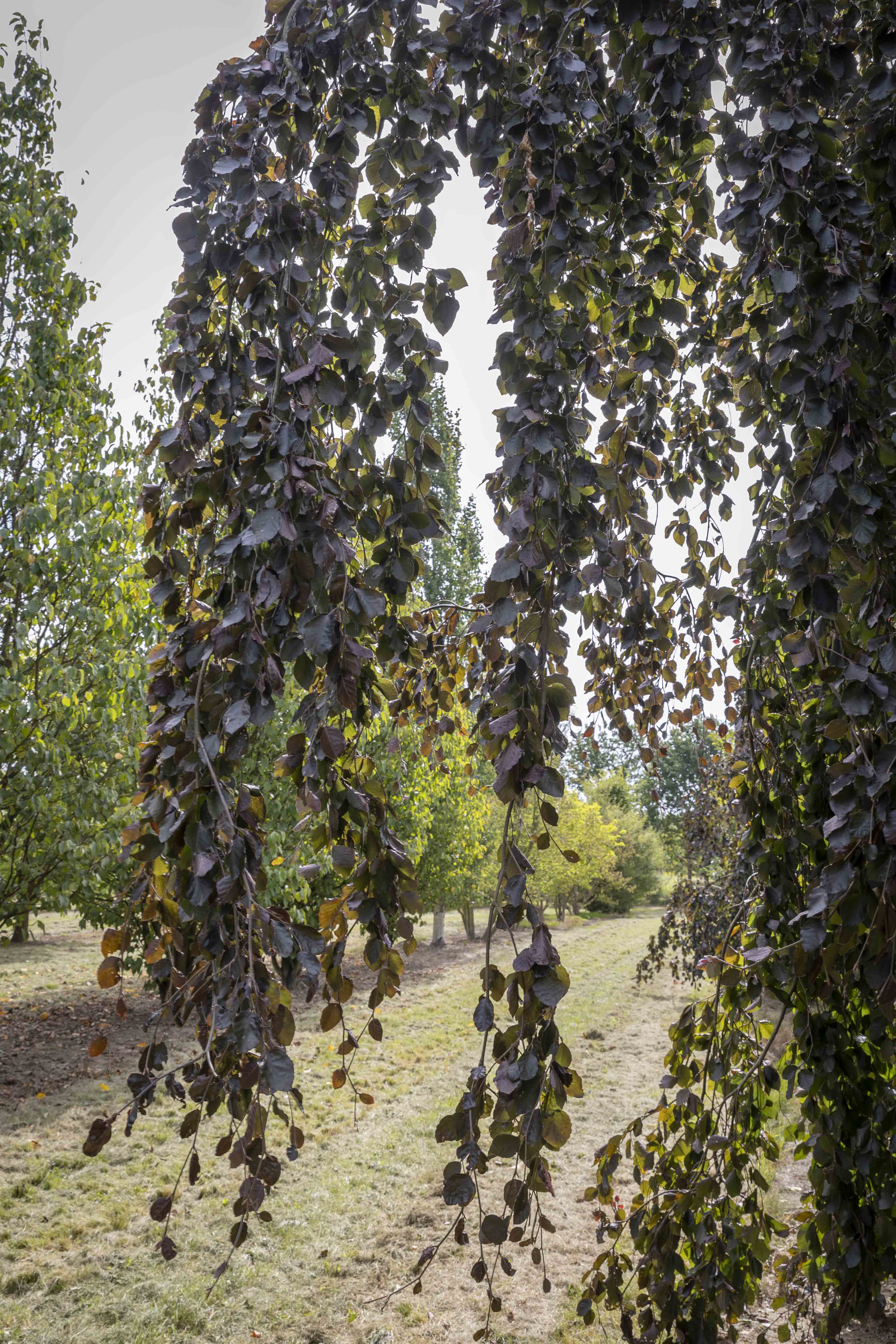 Fagus sylvatica 'Purpurea Pendula' Unikat