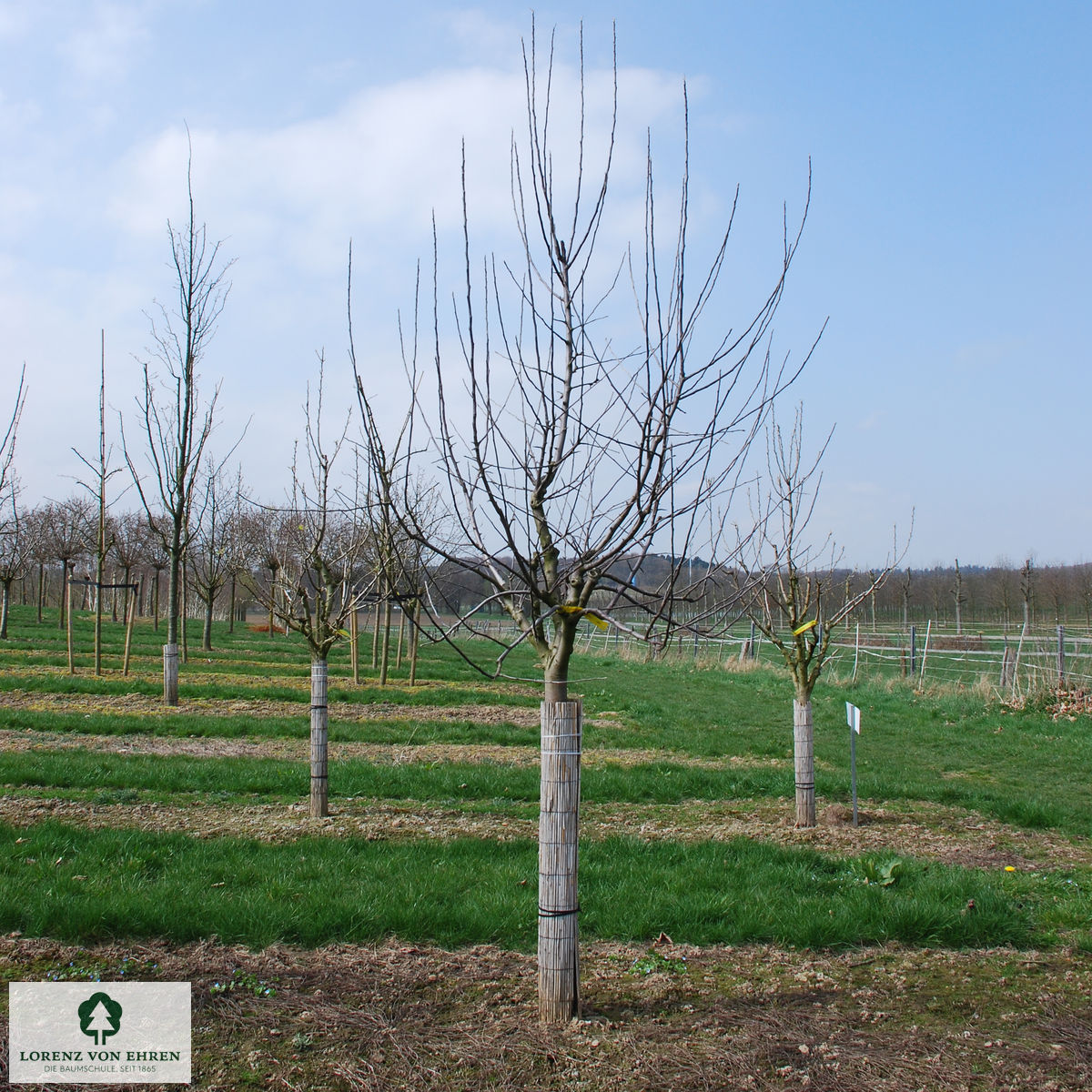 Malus domestica 'Golden Delicious'