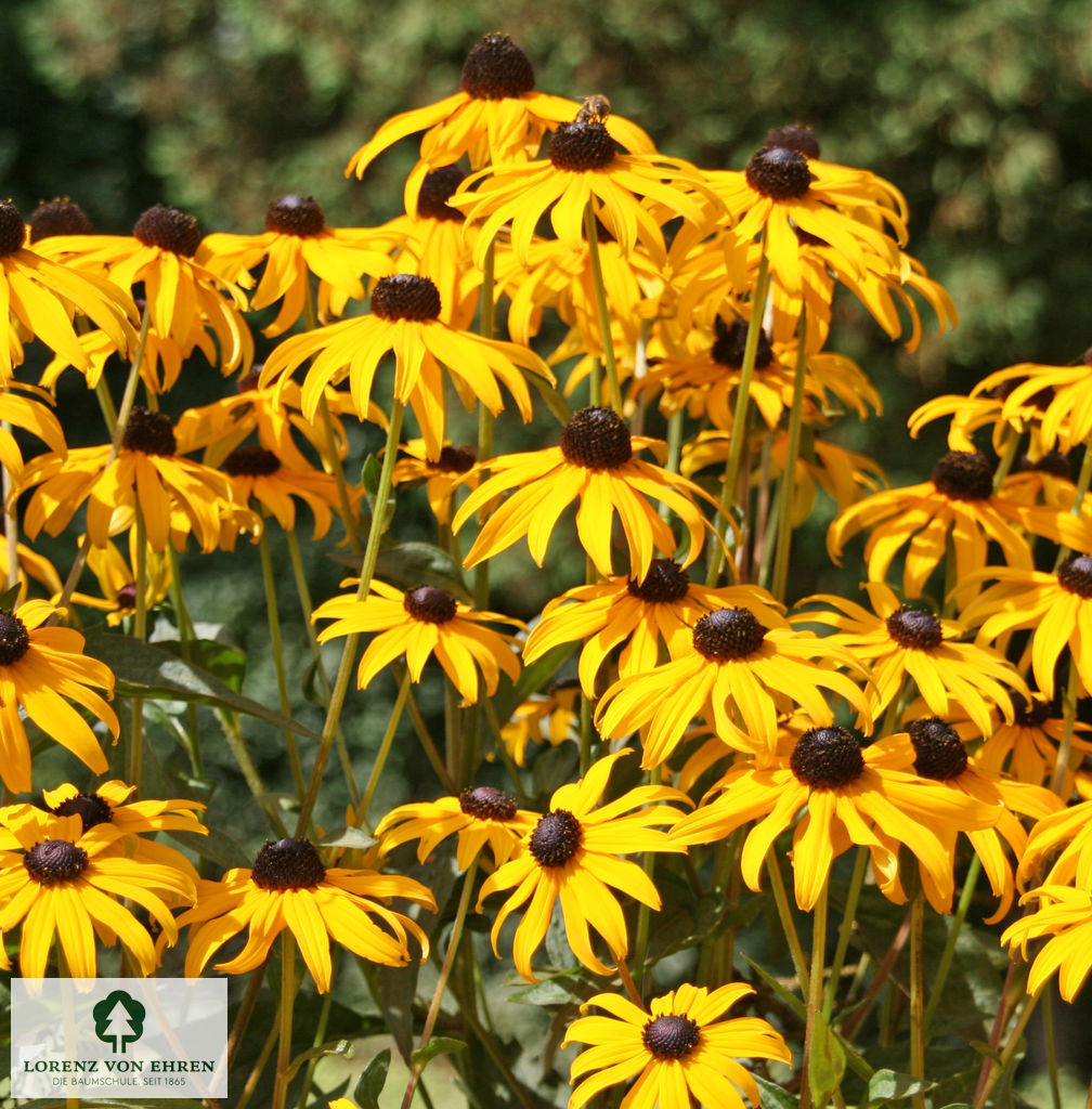 Rudbeckia fulgida 'Goldsturm'