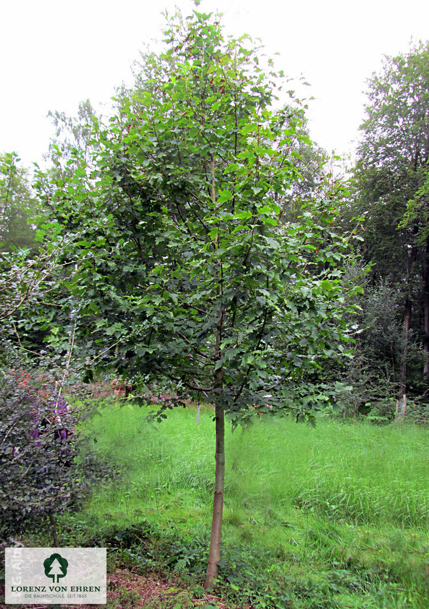 Crataegus laevigata