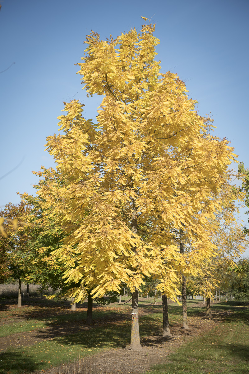 Juglans nigra Unikat