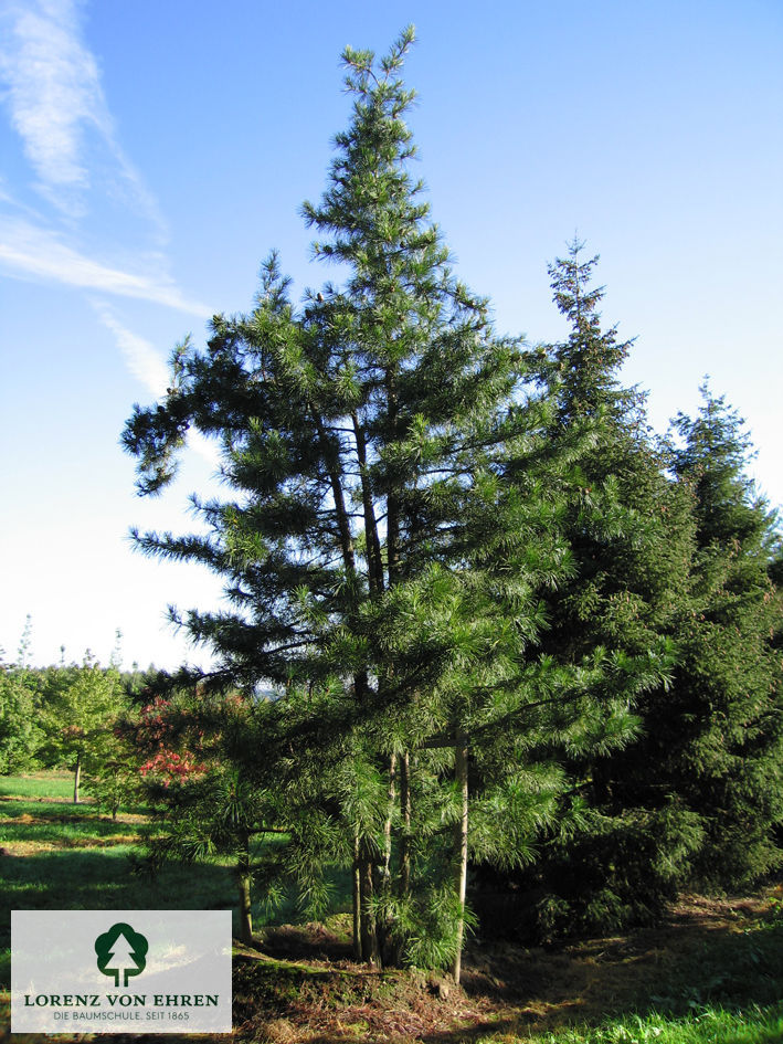 Sciadopitys verticillata