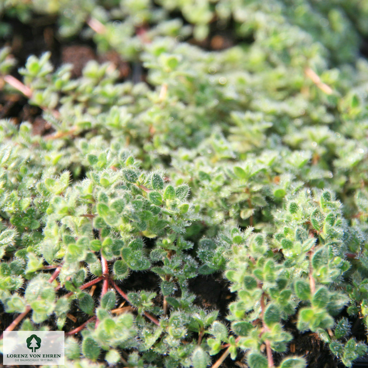 Thymus praecox 'Pseudolanuginosus'
