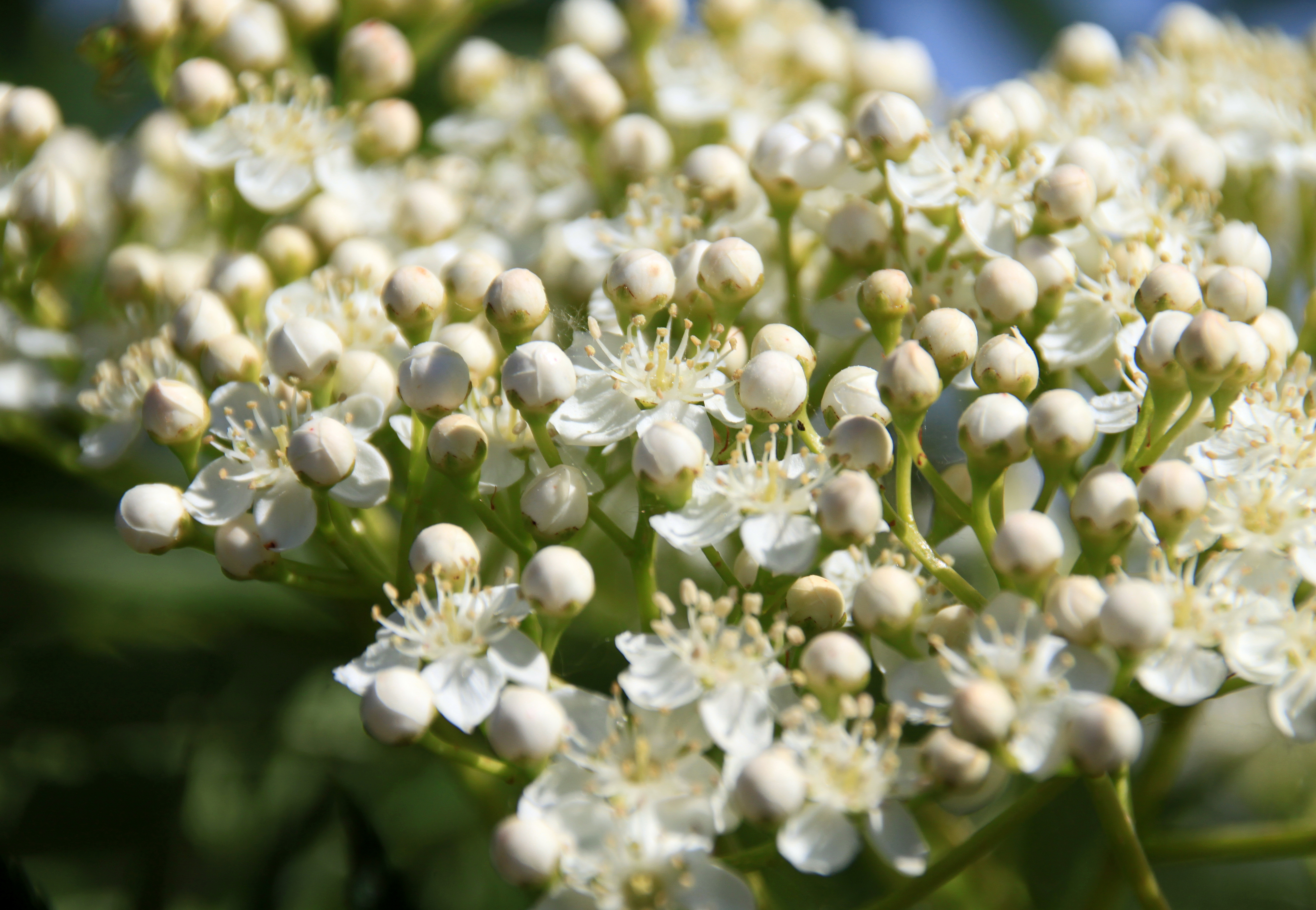Zarte weiße Doldenblüte der Mehlbeere