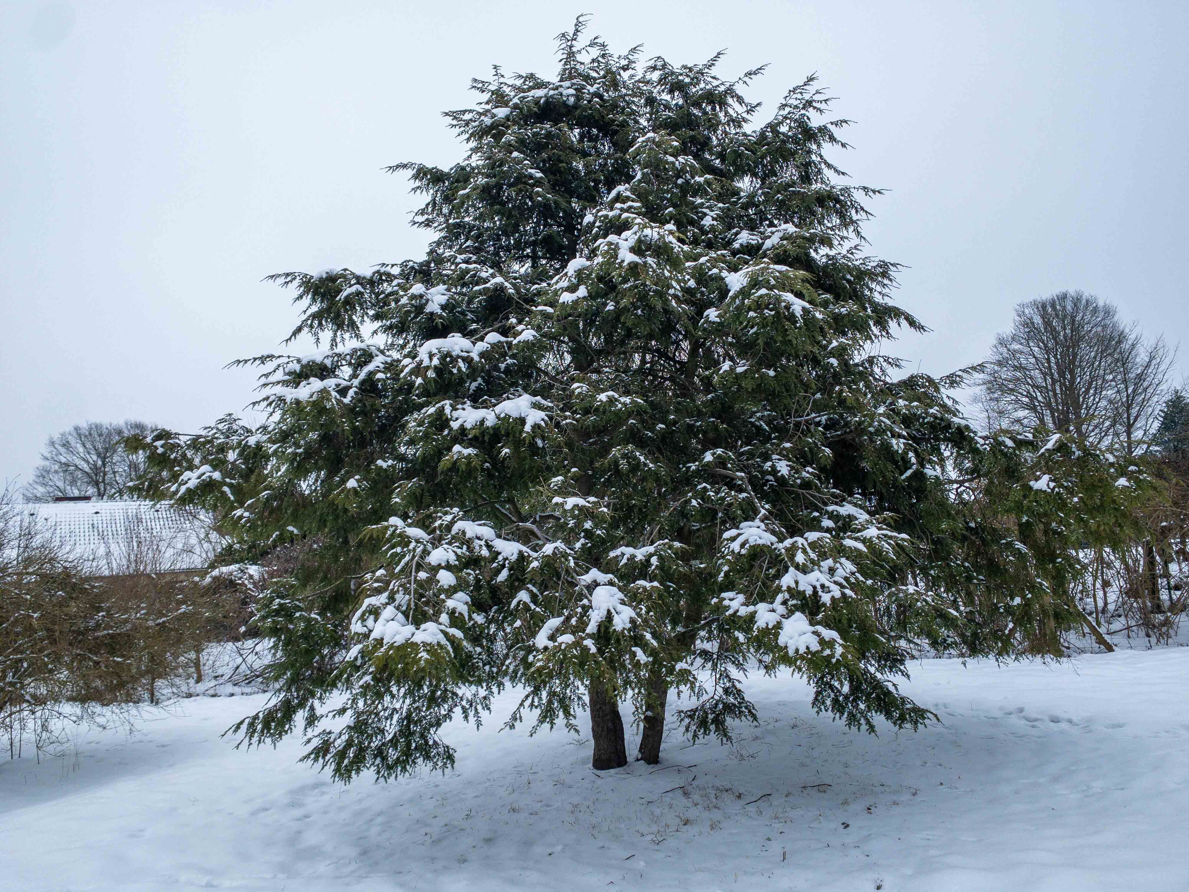 Tsuga canadensis Unikat