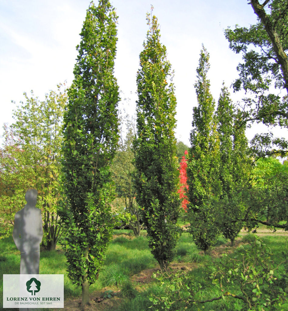 Fagus sylvatica 'Dawyck'