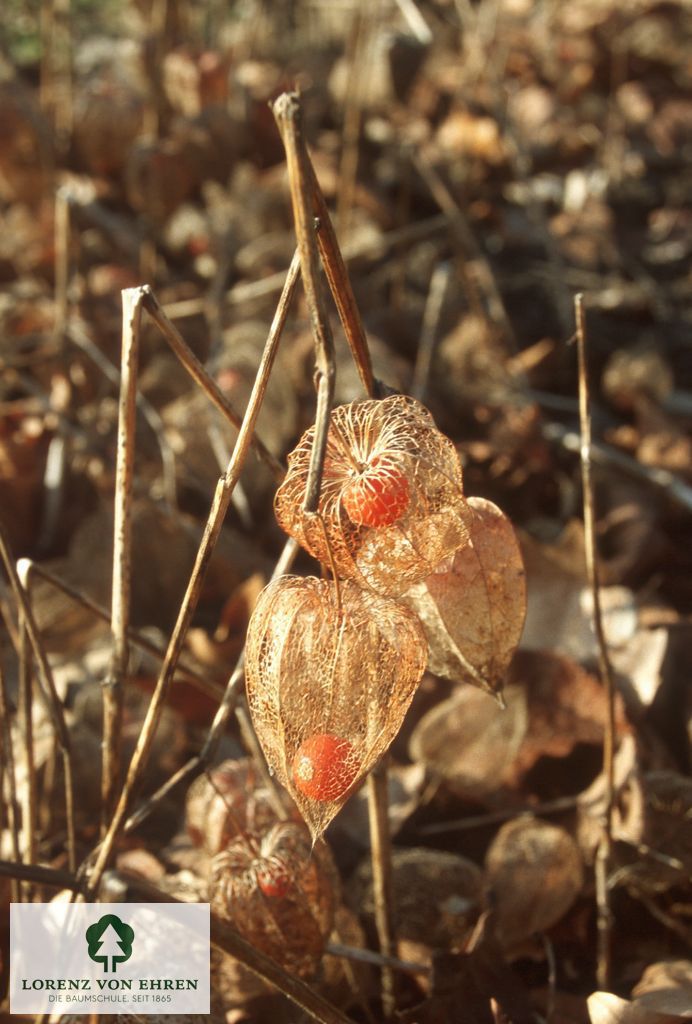 Physalis alkekengi franchetii