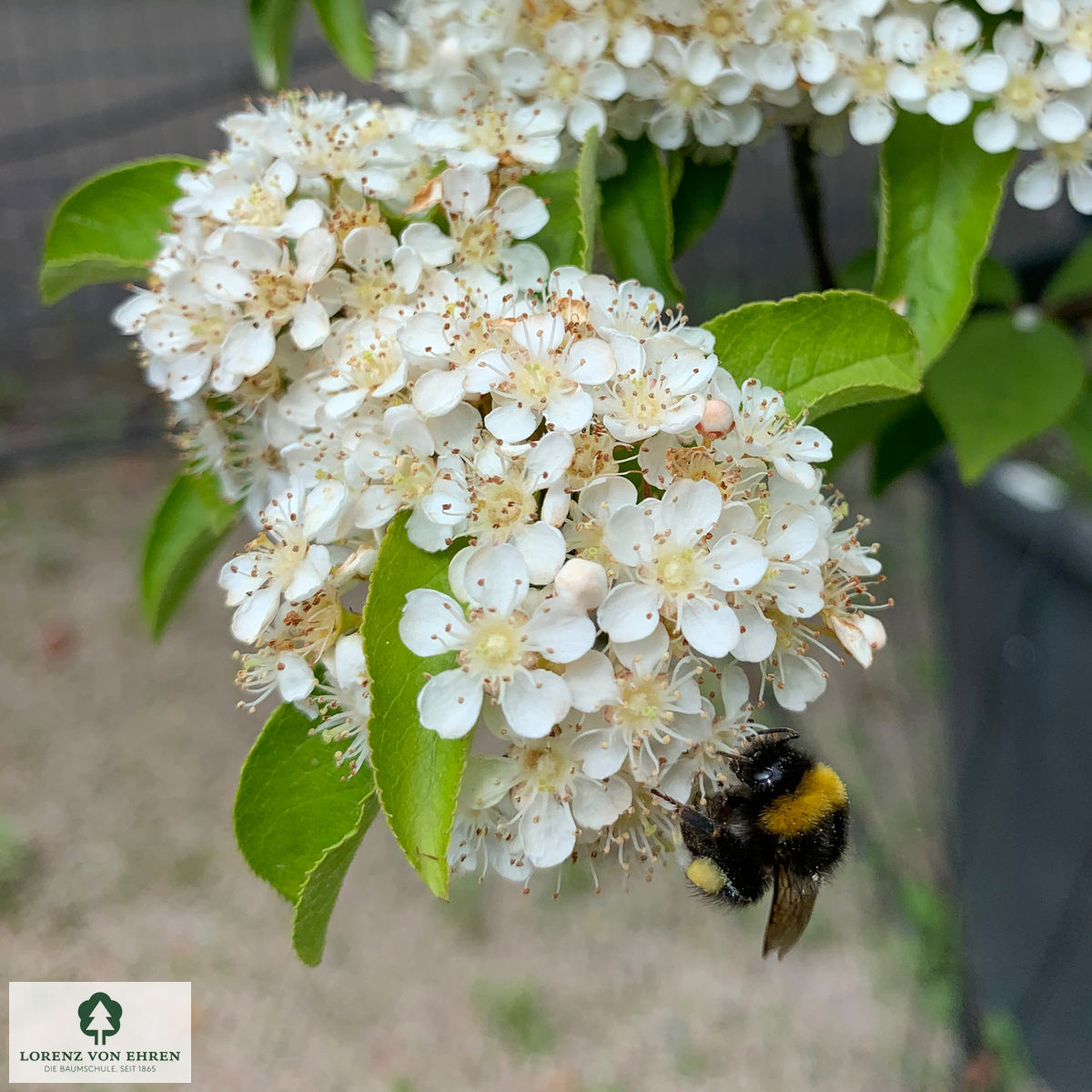 Photinia villosa