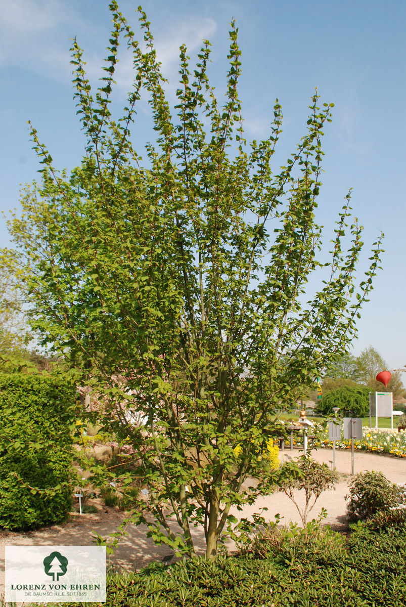 Acer davidii