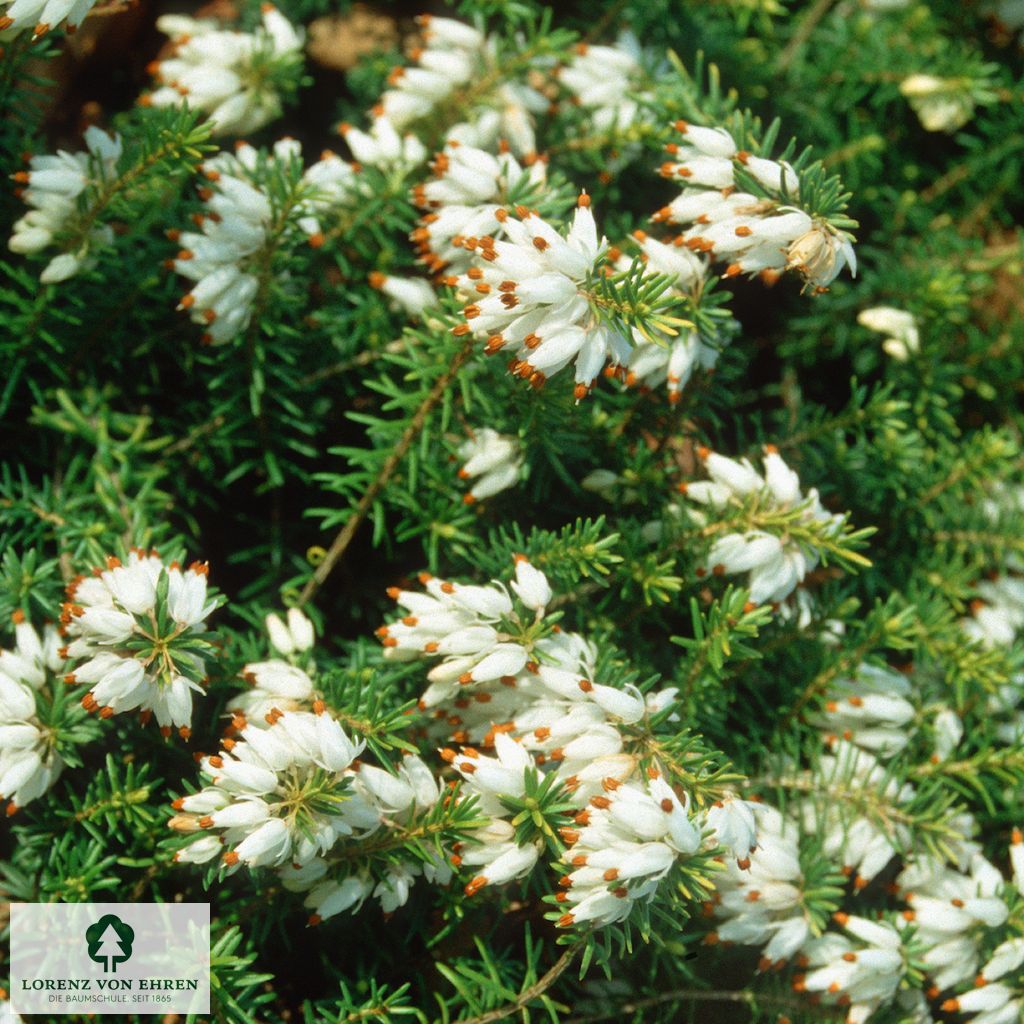 Erica carnea 'Golden Starlet'