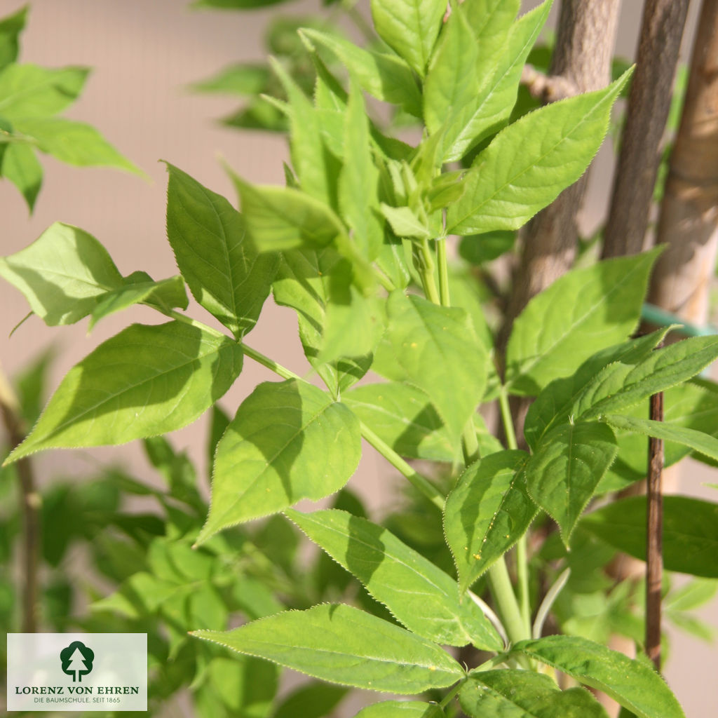 Staphylea colchica
