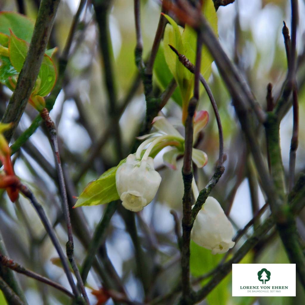 Enkianthus perulatus