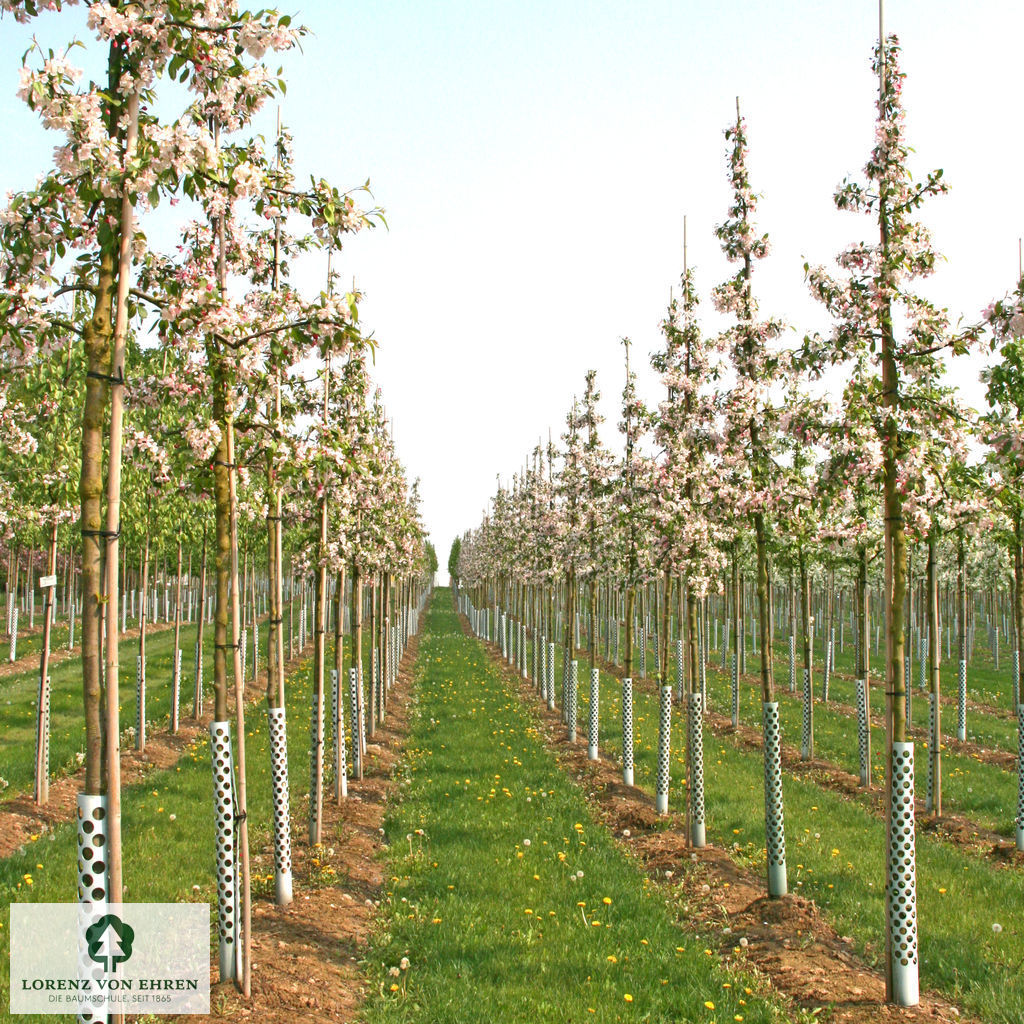 Malus floribunda
