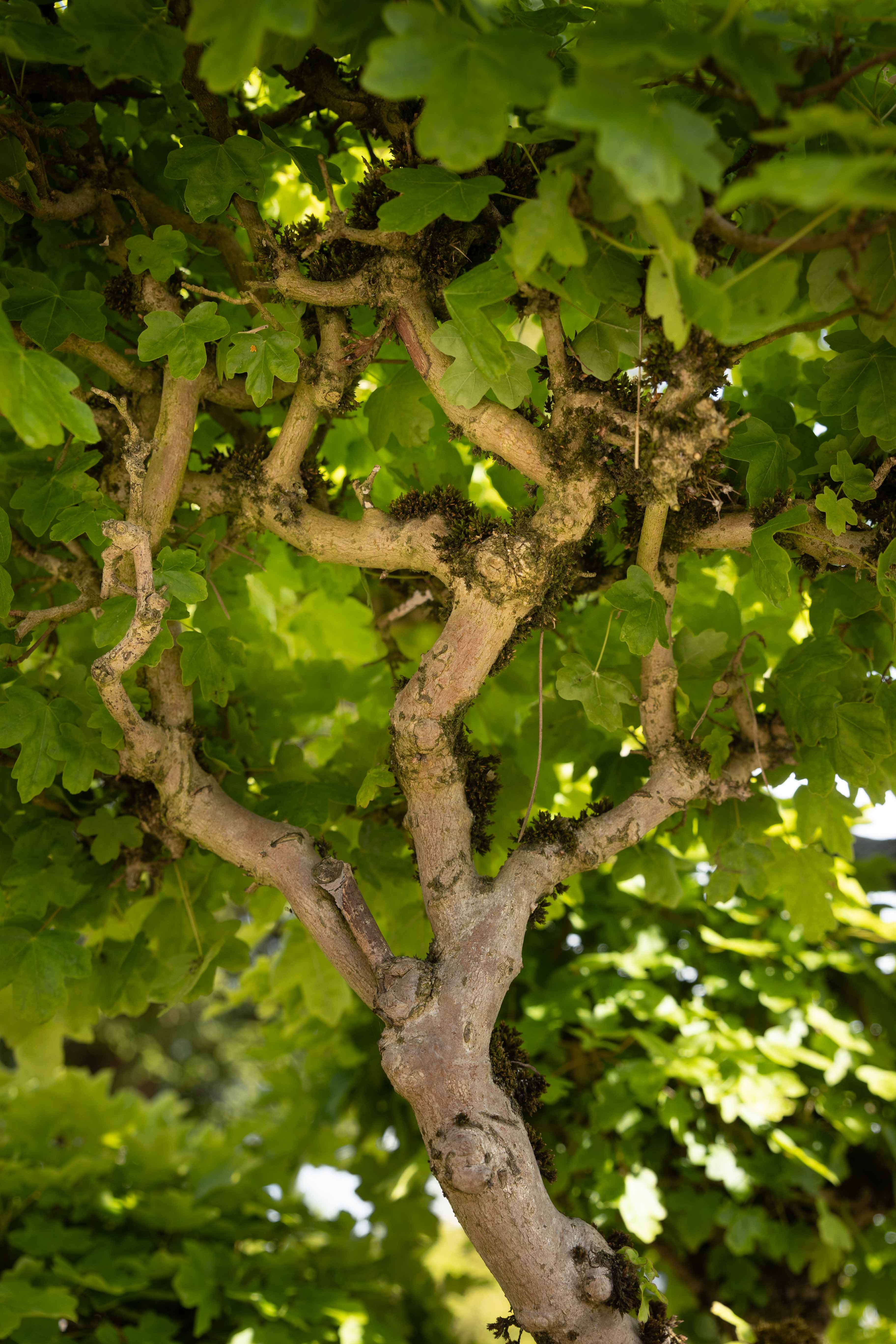 Acer campestre Bonsai - verkauft