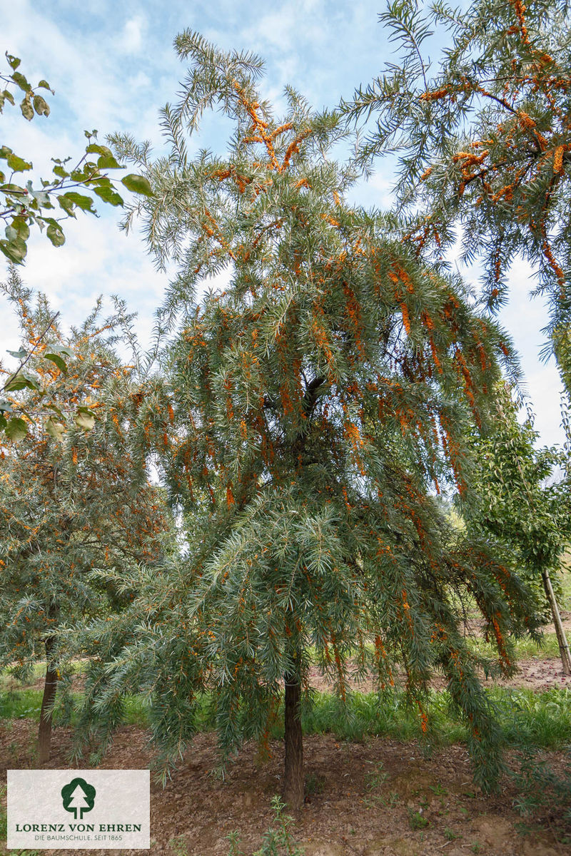 Hippophae rhamnoides