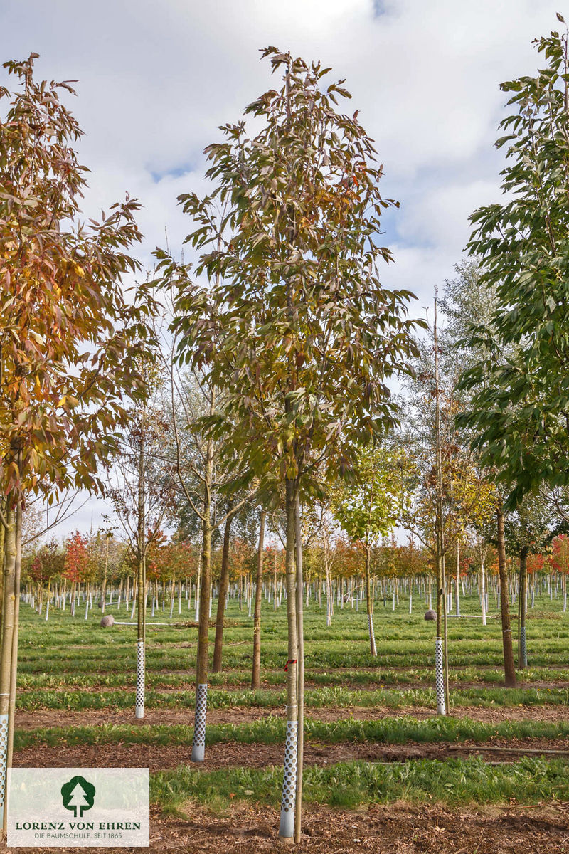 Fraxinus americana 'Autumn Purple'