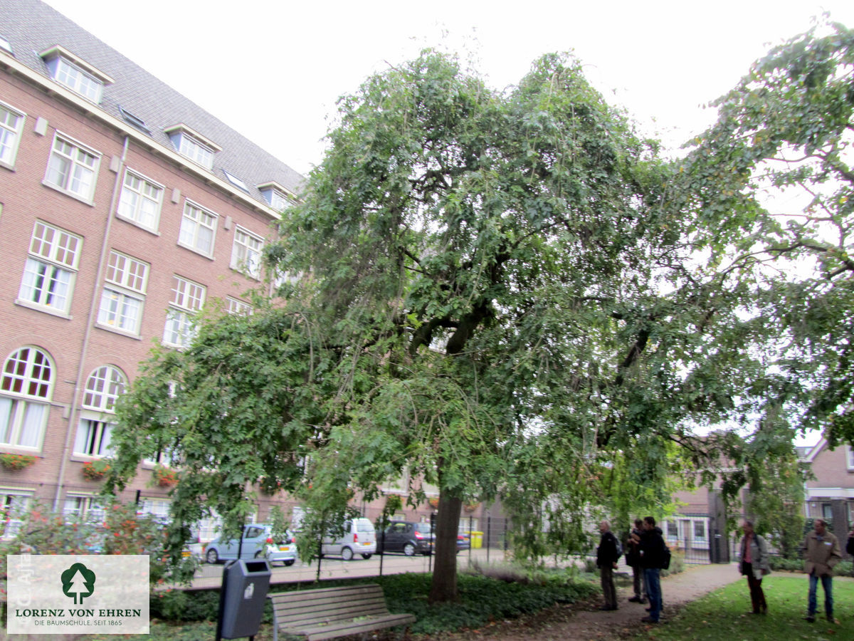 Fraxinus excelsior 'Pendula'