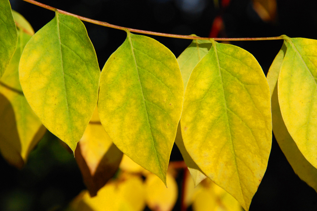 Gymnocladus dioicus Unikat
