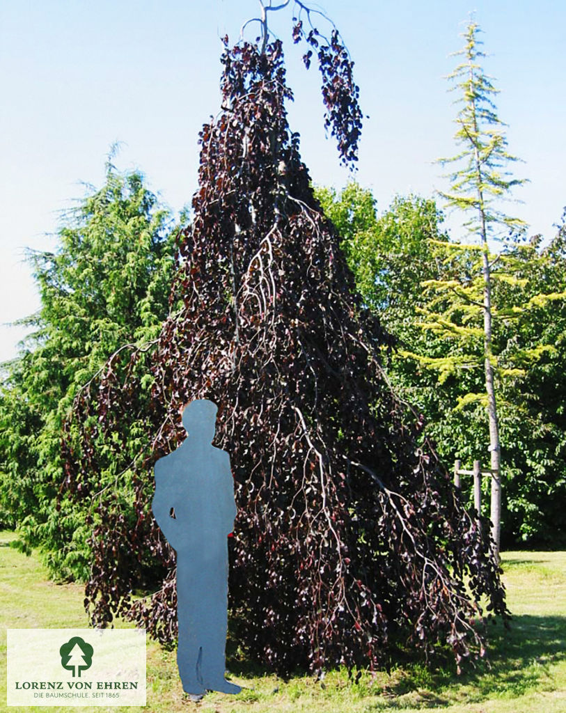 Fagus sylvatica 'Purpurea Pendula'